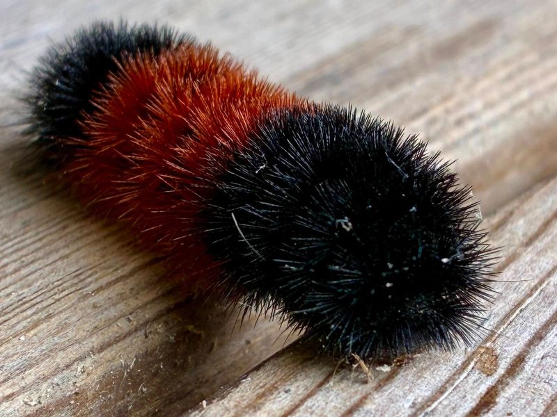 Those Fuzzy Bristles Are Not Stingers