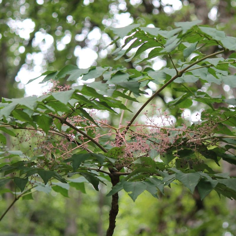 Those Huge Leaves Can Make This Native Look Almost Tropical Those Huge Leaves Can Make This Native Look Almost Tropical