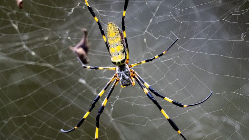 Those Large Porch Webs Did Not Appear Overnight Those Large Porch Webs Did Not Appear Overnight