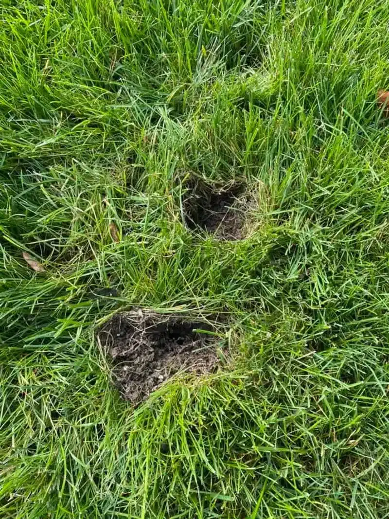 Those New Holes In The Yard May Have A Clear Cause
