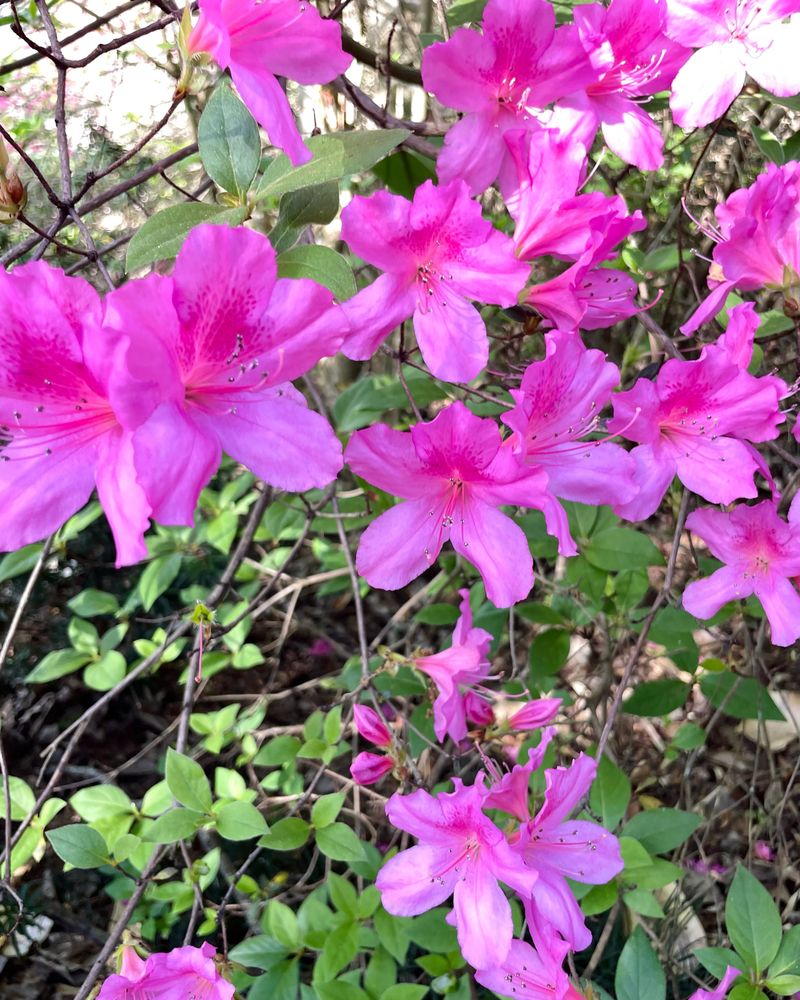 Those Plump Tips On Azalea Branches Are Next Spring's Flowers Those Plump Tips On Azalea Branches Are Next Spring's Flowers