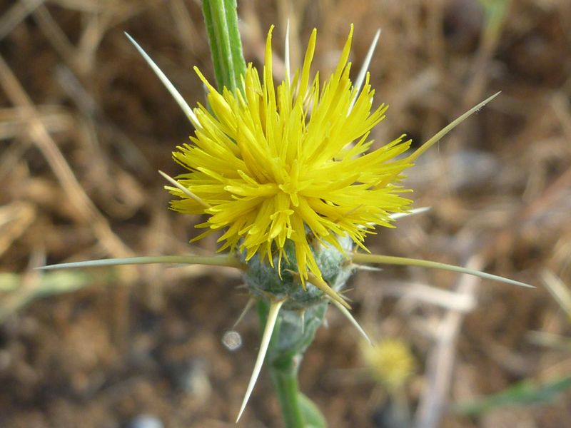 Those Pretty Flowers Hide Sharp Spines
