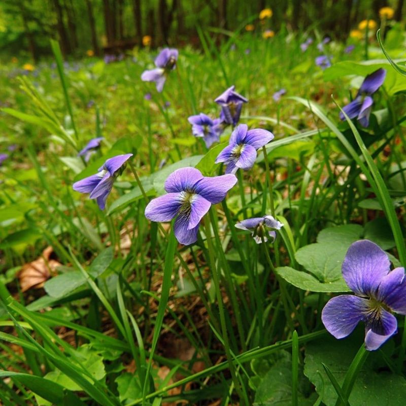 Those Pretty Purple Flowers Can Be Surprisingly Persistent