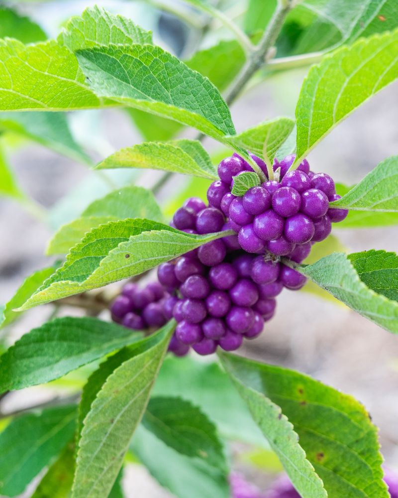 Those Purple Berries Are The Biggest Clue