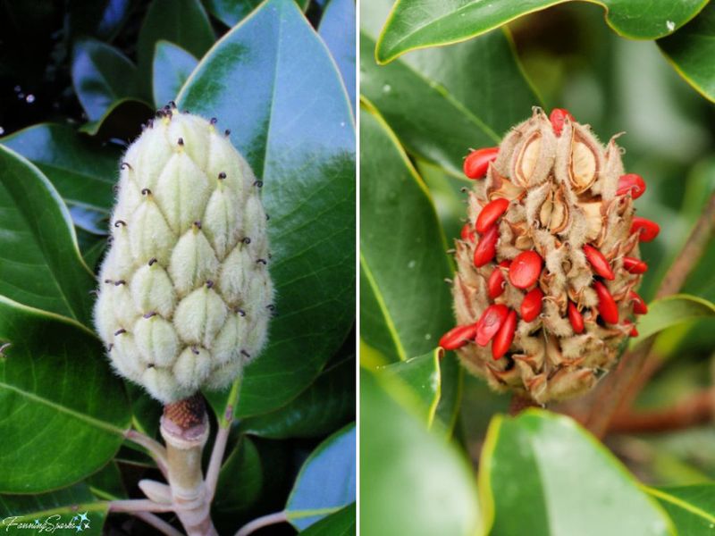 Those Red “Berries” Are Magnolia Seeds With Fleshy Coverings Those Red “Berries” Are Magnolia Seeds With Fleshy Coverings