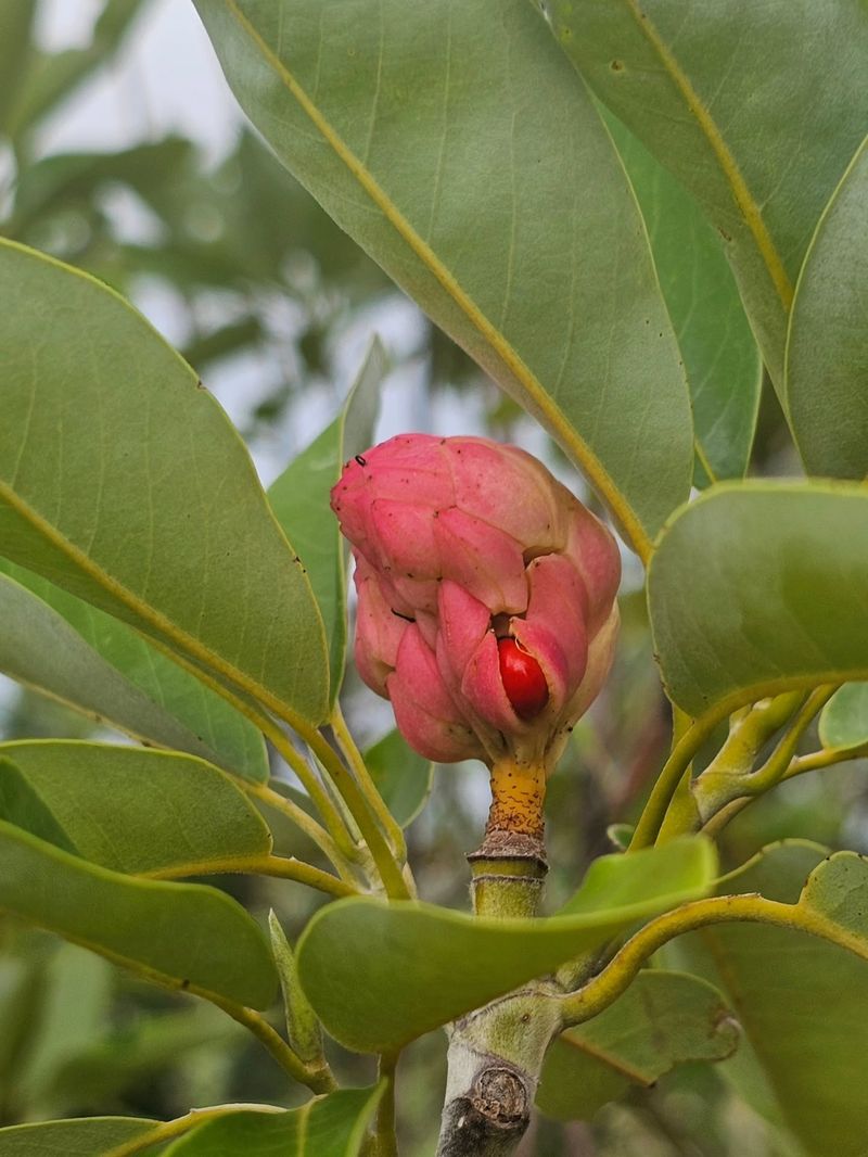 Those Red Pods Are Magnolia Seeds Those Red Pods Are Magnolia Seeds