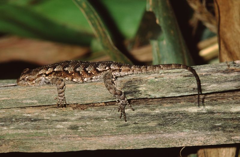 Those Sharp Scales Look More Intimidating Than They Are Those Sharp Scales Look More Intimidating Than They Are