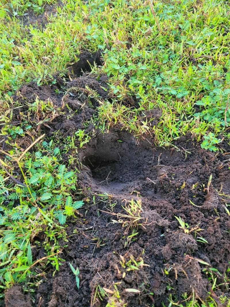 Those Small Holes May Point To A Nighttime Visitor