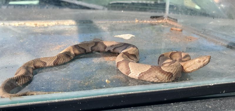 Those Small Snakes In The Yard Deserve A Closer Look Those Small Snakes In The Yard Deserve A Closer Look