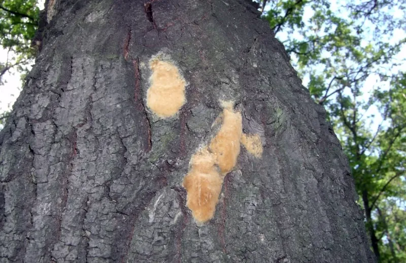 Those Tan Fuzzy Masses May Be Spongy Moth Eggs Those Tan Fuzzy Masses May Be Spongy Moth Eggs
