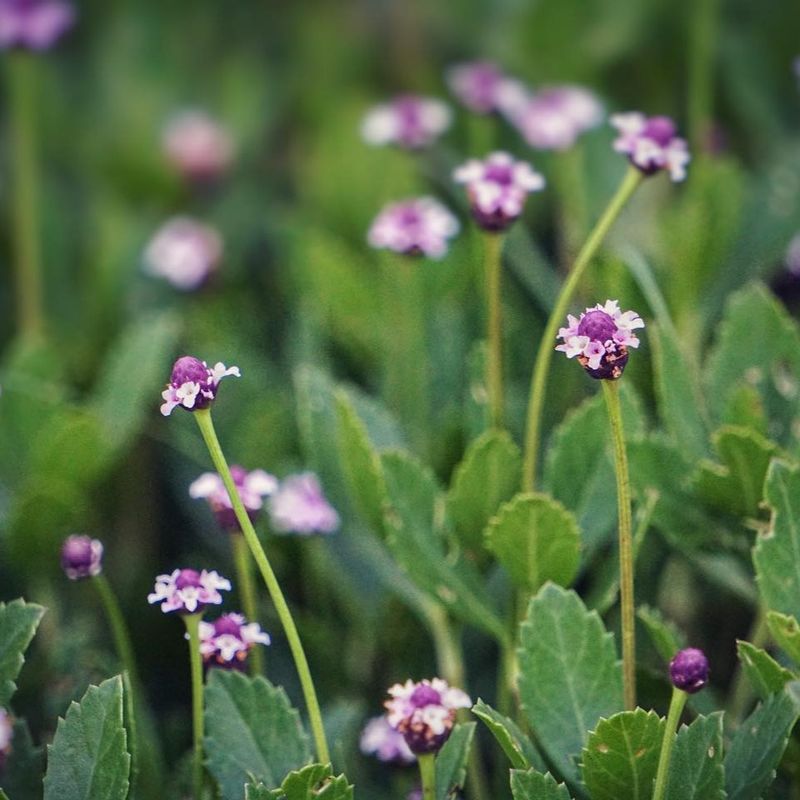 Those Tiny Flowers Are Feeding Florida Pollinators Those Tiny Flowers Are Feeding Florida Pollinators