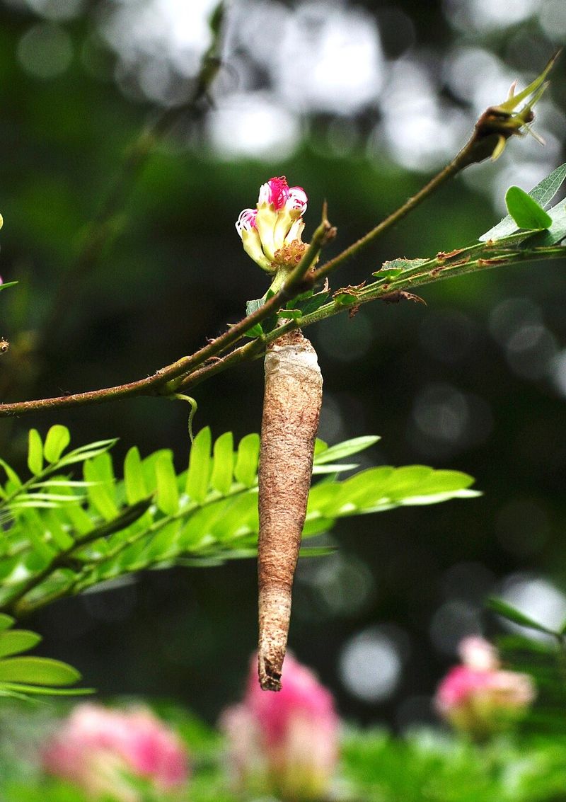 Those Tiny Hanging Cones Are Not Pinecones