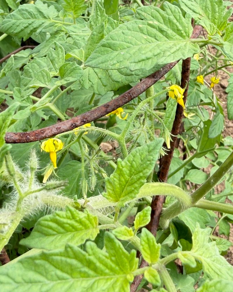 Those Tired Vines Are Not Done