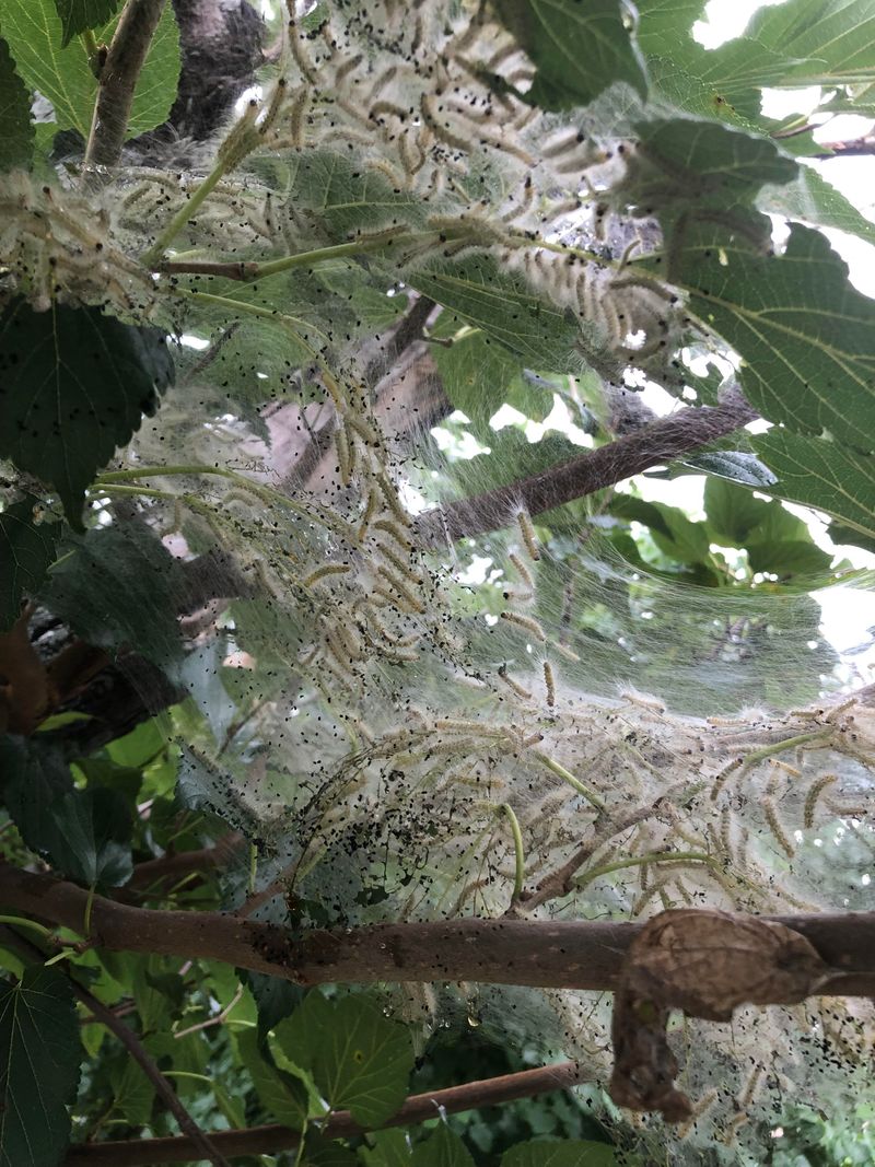 Those Webs May Be Full Of Caterpillars