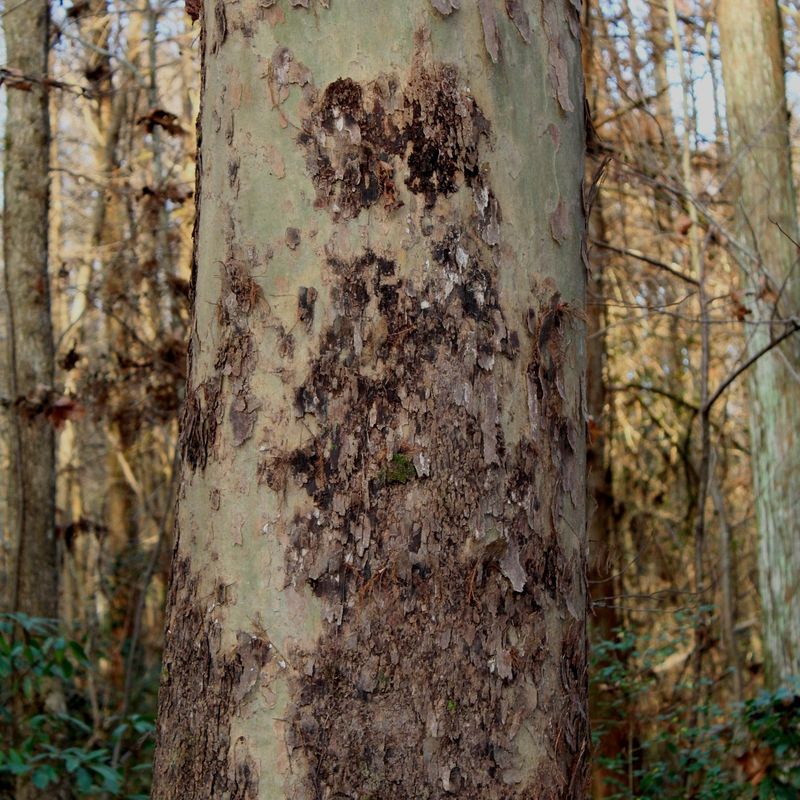 Those White Patches Are Usually Nothing To Fear