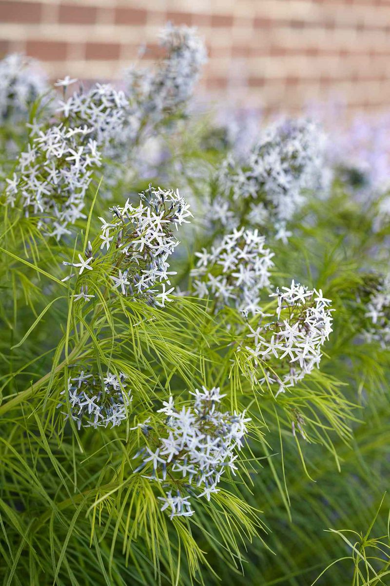 Threadleaf Bluestar Or Geranium 'Rozanne'