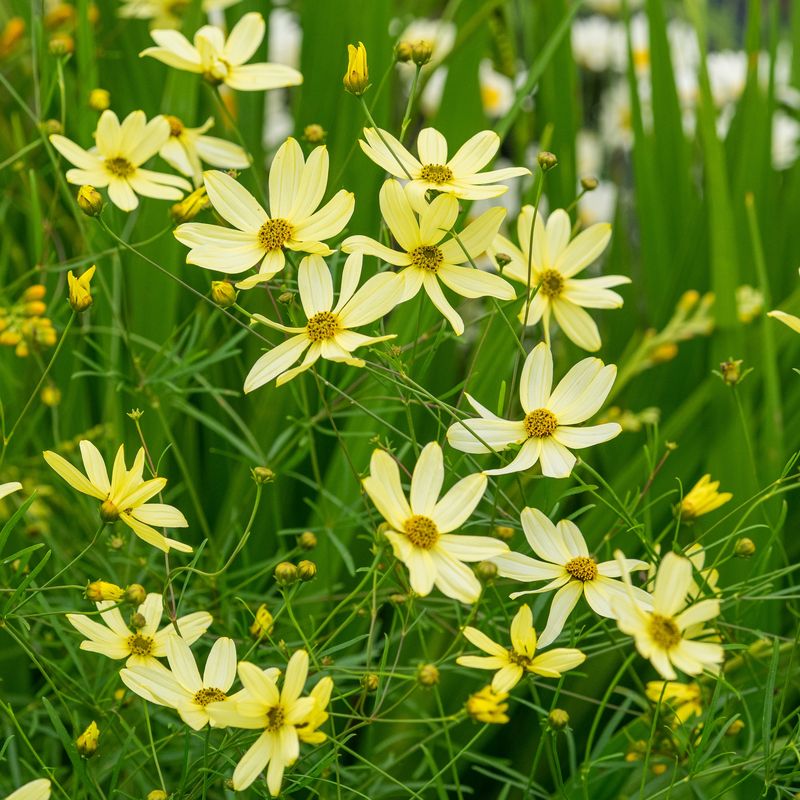 Threadleaf Coreopsis Keeps Flowering With Little Help