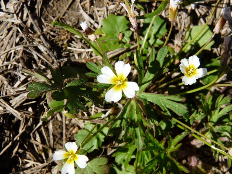 Threats Facing This Rare Wildflower And Its Vulnerable Habitat