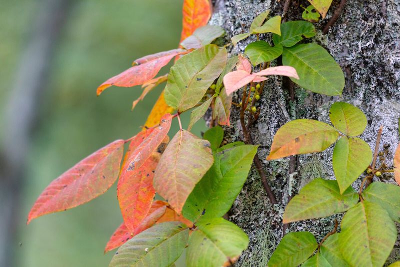 Three Leaflets Still Reveal The Plant