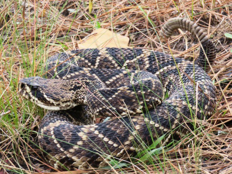 Three Native Species On The Move