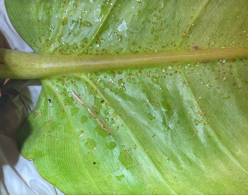Thrips Arrive Small And Leave Silver Streaks Behind