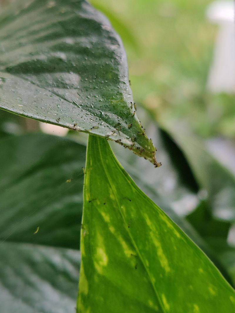 Thrips Thrips