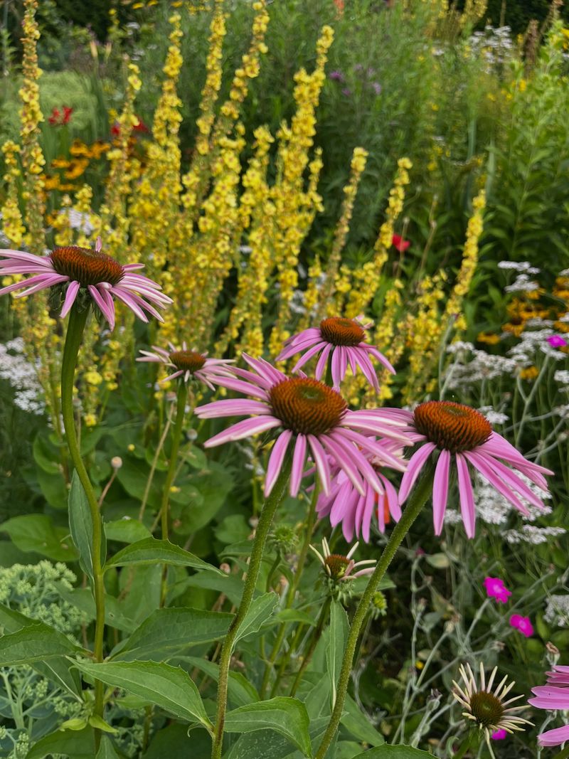 Thrives In Open, Sun-Drenched Prairie Beds