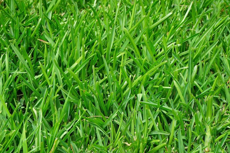 Thrives Where Other Grasses Give Up