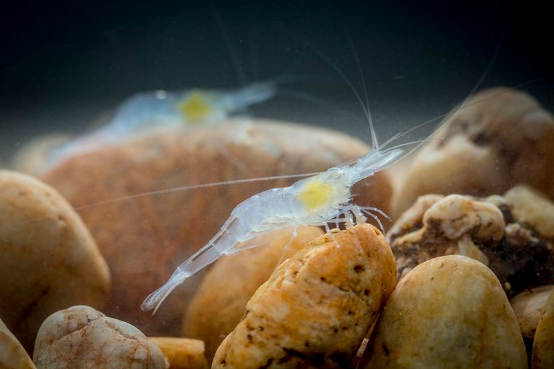 Thriving In Total Darkness While Finding Food Thriving In Total Darkness While Finding Food