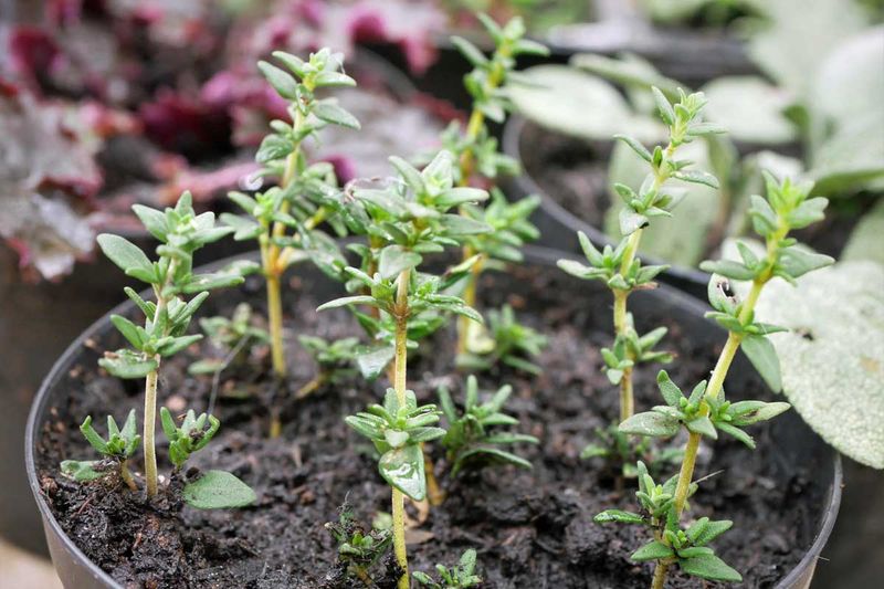 Thyme Cuttings Can Become New Plants
