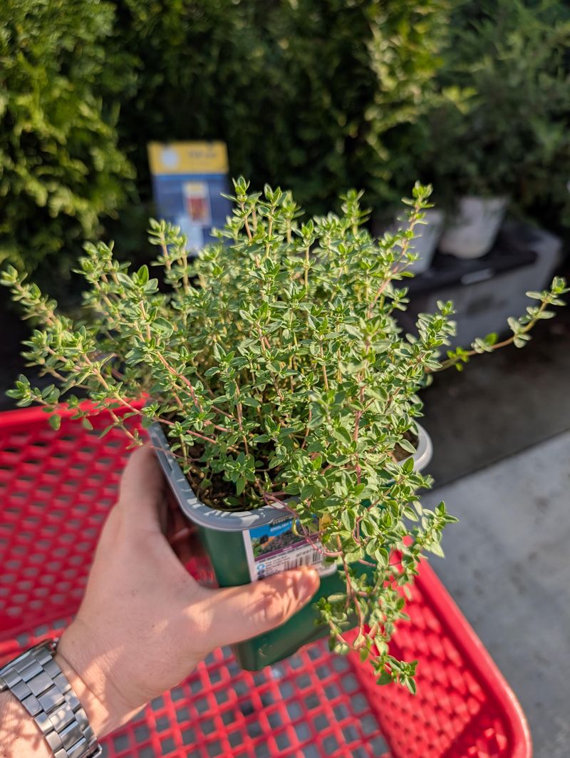 Thyme Fits Small Containers And Sunny Decks