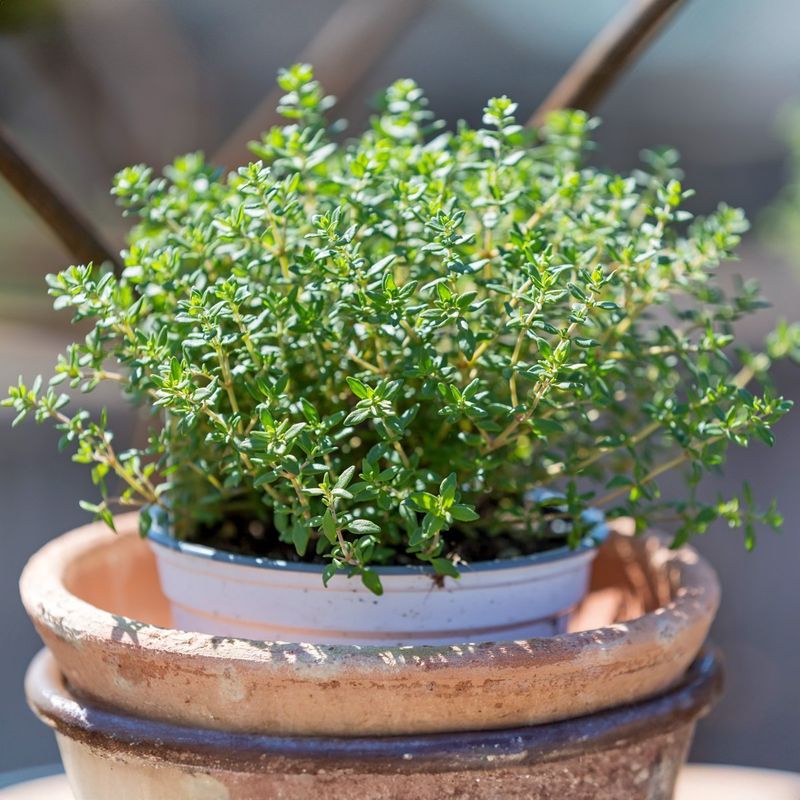Thyme Gets Established More Easily In Well-Drained Fall Soil