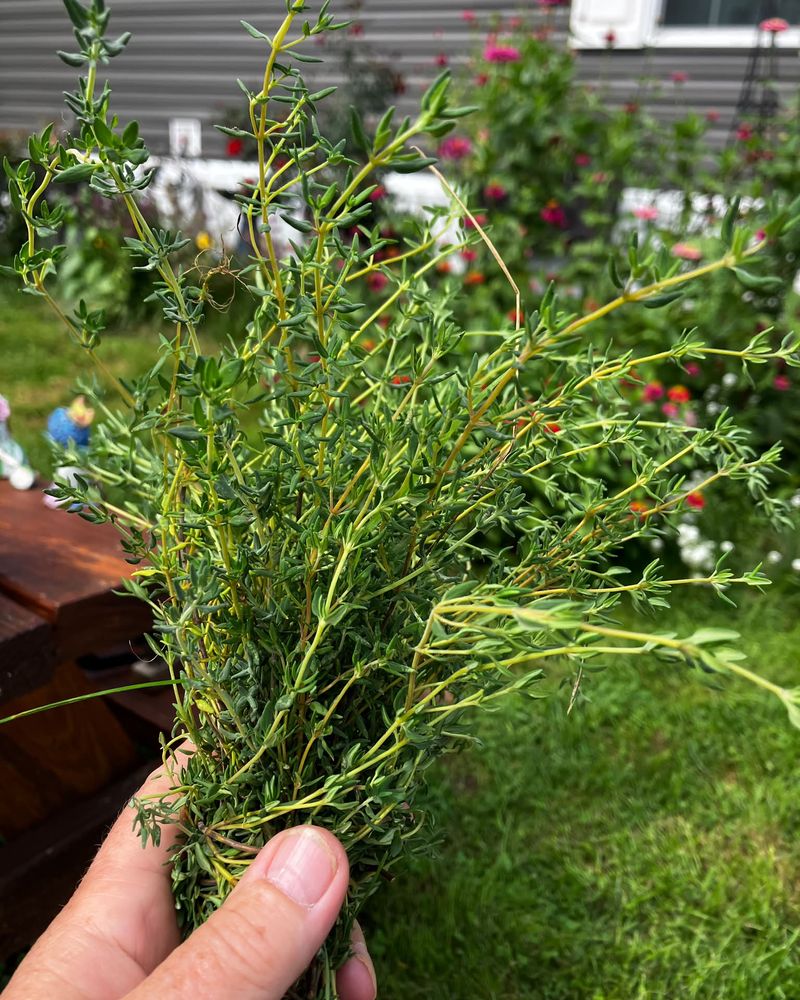 Thyme Handles Cool Weather With Ease