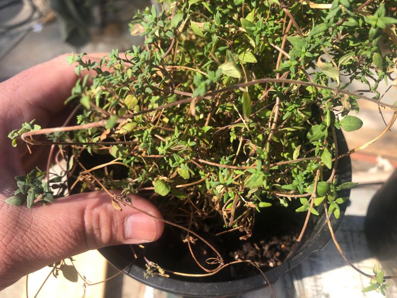 Thyme Needs Sharp Drainage To Survive