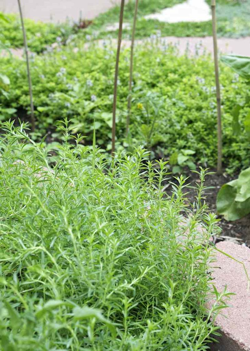 Thyme Stays Productive Into Late Fall