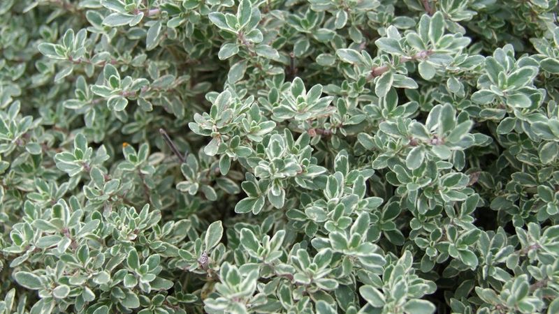 Thyme Stays Productive Into Late Fall Thyme Stays Productive Into Late Fall