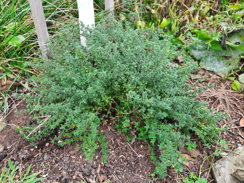 Thyme Stays Productive Into Late Fall