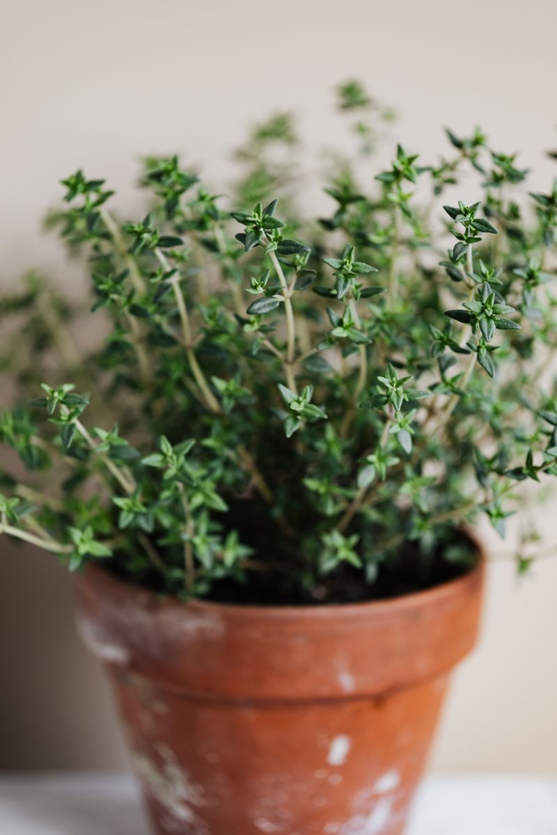 Thyme, The Tiny-Leaved Tough Guy Thyme, The Tiny-Leaved Tough Guy