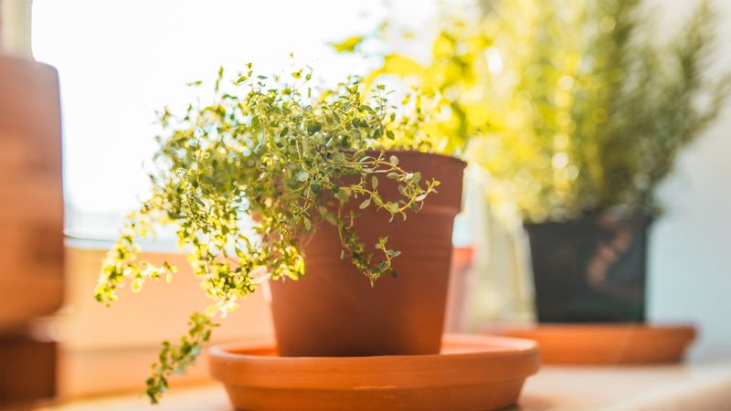 Thyme Tolerates Lower Indoor Humidity Thyme Tolerates Lower Indoor Humidity