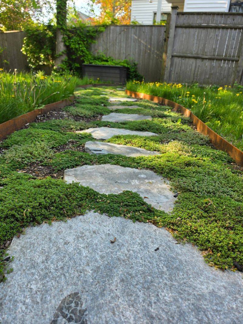 Thyme Works Well Around Garden Borders