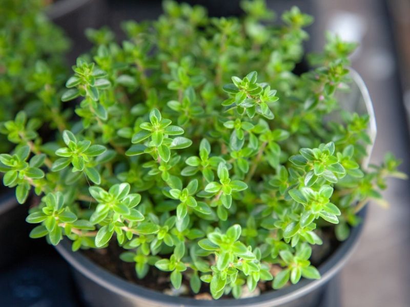 Thyme Thyme