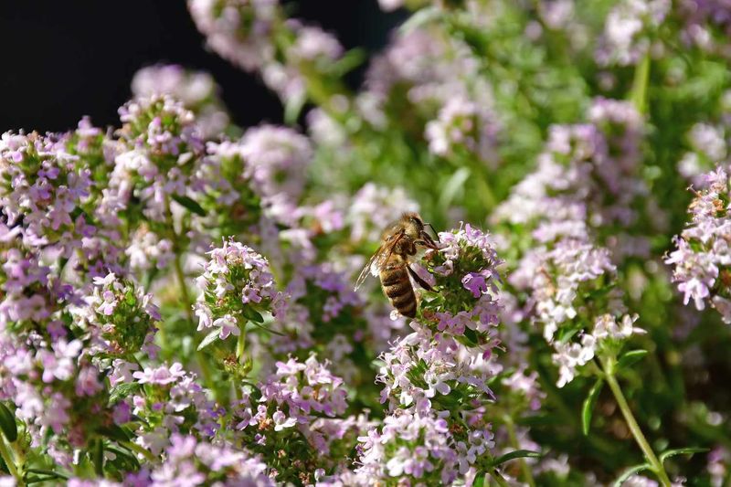 Thyme's Quiet Comeback