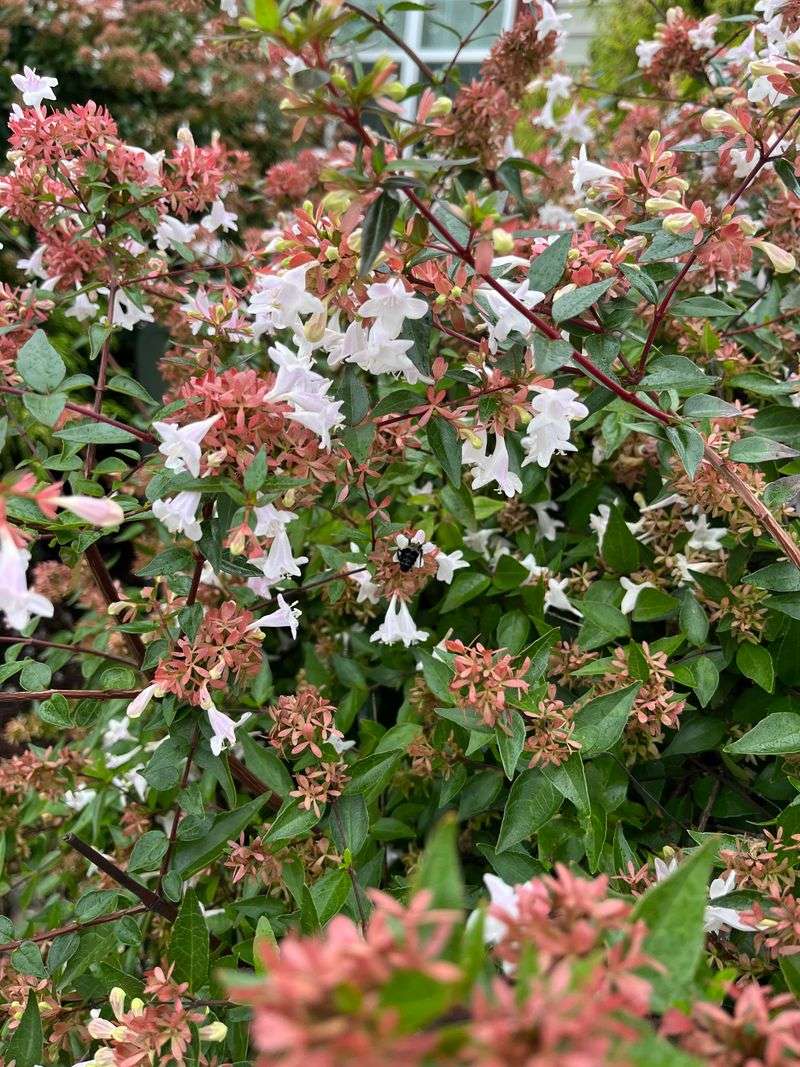 Tidy Glossy Abelia With A Light Hand Tidy Glossy Abelia With A Light Hand