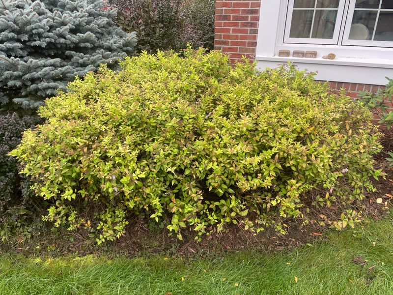 Tidy Summer Flowering Spirea After Its Main Bloom Tidy Summer Flowering Spirea After Its Main Bloom