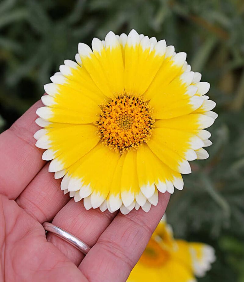 Tidy Tips Fills In Fast Come Spring