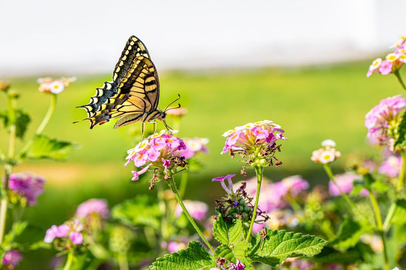Tidy Yards And The Late-Season Nectar Gap Tidy Yards And The Late-Season Nectar Gap