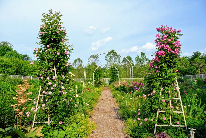 Tie Up Long Canes To Reduce Wind Damage Tie Up Long Canes To Reduce Wind Damage