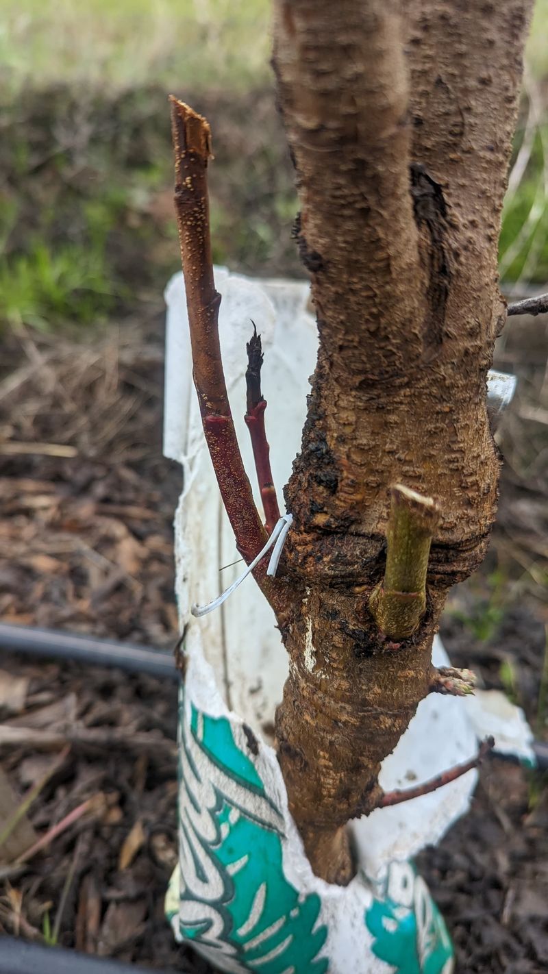 Ties Should Never Bite Into Bark Ties Should Never Bite Into Bark