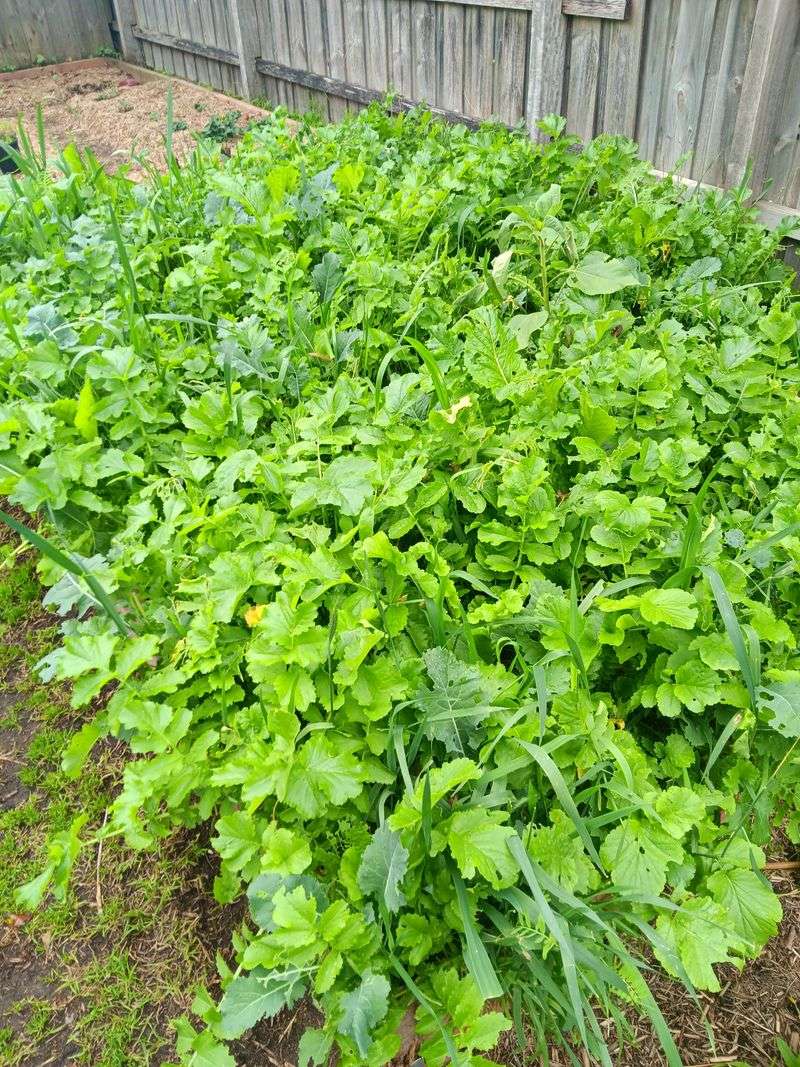 Tillage Radish