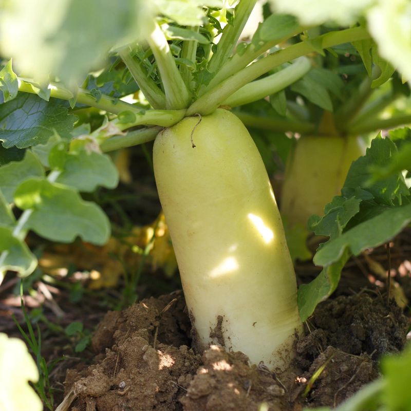 Tillage Radish Tillage Radish